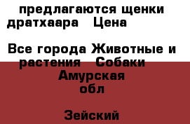 предлагаются щенки дратхаара › Цена ­ 20 000 - Все города Животные и растения » Собаки   . Амурская обл.,Зейский р-н